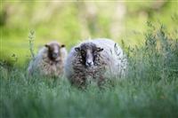 Les moutons Cécile Riffet