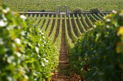 Beaune et les vignobles copyright: