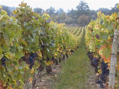FOTO_VIGNE_MURE copyright: