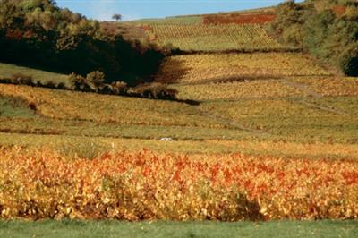 Autotour au coeur des grands vins de Bourgogne copyright: