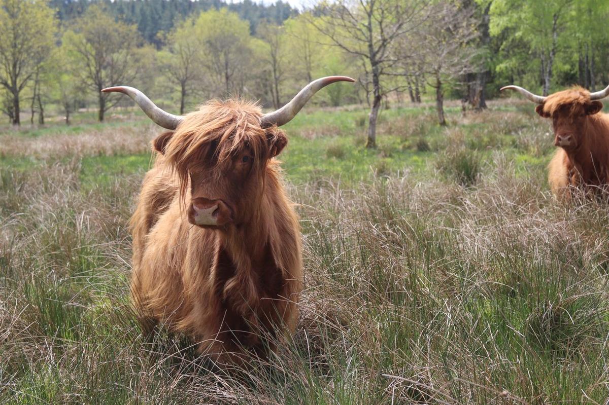 femelle Highland cattle PNRM
