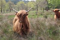 femelle Highland cattle PNRM