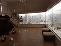 salle préhistoire museum